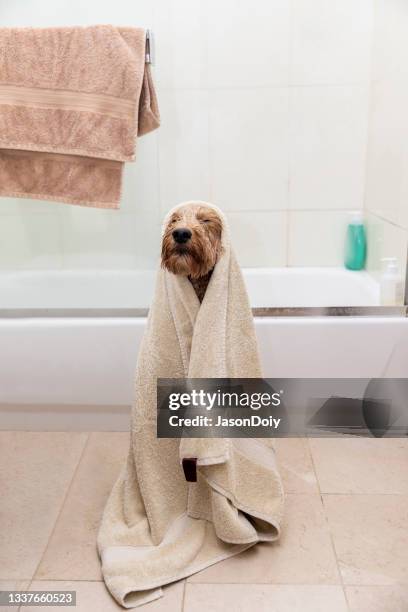 wet dog - jason bathtubs stock pictures, royalty-free photos & images
