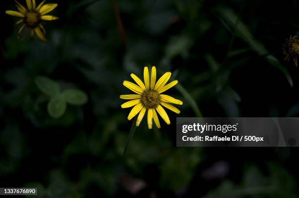 close-up of yellow flowering plant,italy - daisy foto e immagini stock