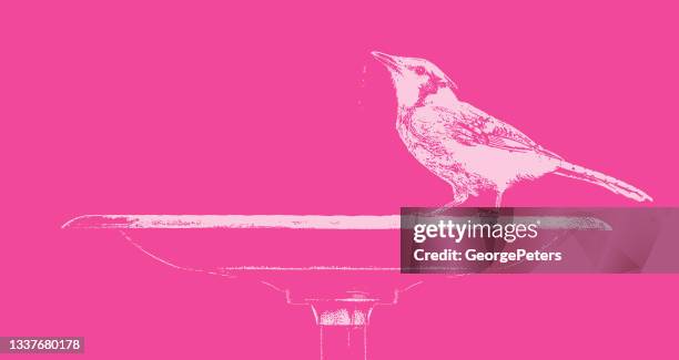blue jay and birdbath. - blue jay stock illustrations