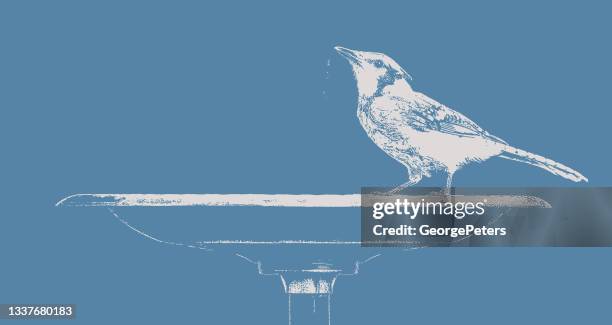 blue jay and birdbath. - blue jay stock illustrations