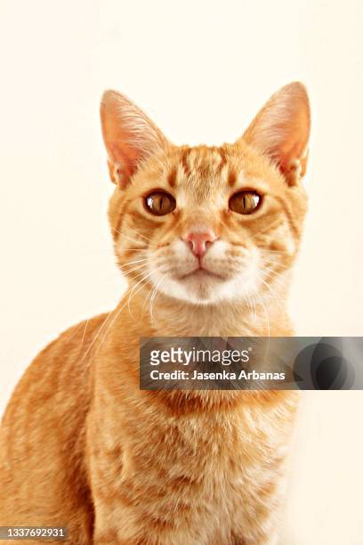 ginger cat - ginger cat stock pictures, royalty-free photos & images