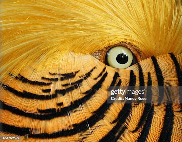 feathery flirt - pheasant stock pictures, royalty-free photos & images