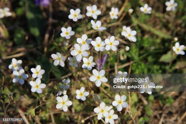 Androsace Rhs Androsace Photos and Premium High Res Pictures - Getty Images
