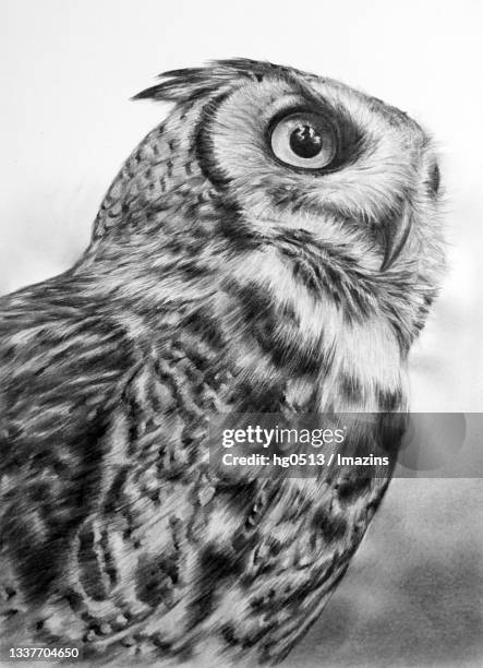 ilustraciones, imágenes clip art, dibujos animados e iconos de stock de owl, illustration, pencil drawing - búho real