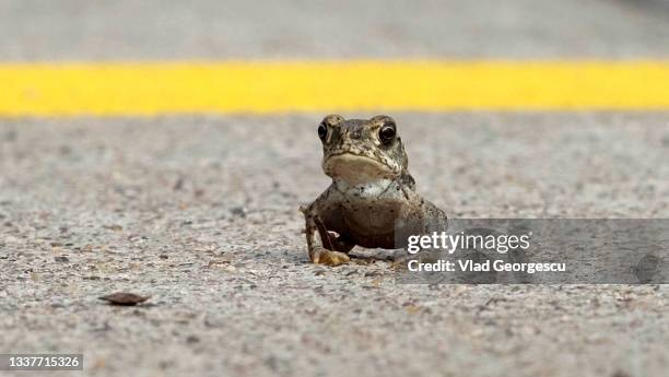 the toad has crossed the road - froschlurche stock-fotos und bilder