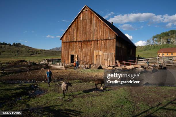 young brothers pastoreando ganado de ovejas y burros fuera de un viejo granero rústico en un rancho de colorado cerca de telluride colorado y mt. wilson, schmid family ranch - mt wilson colorado fotografías e imágenes de stock