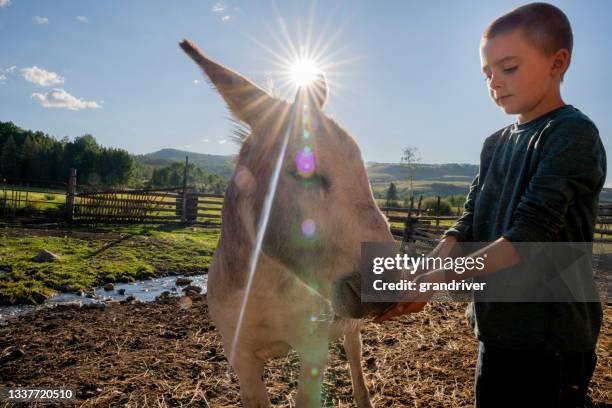 young boy on a colorado ranch near telluride petting and feeding his small pet donkey grain - wooden donkey stock pictures, royalty-free photos & images