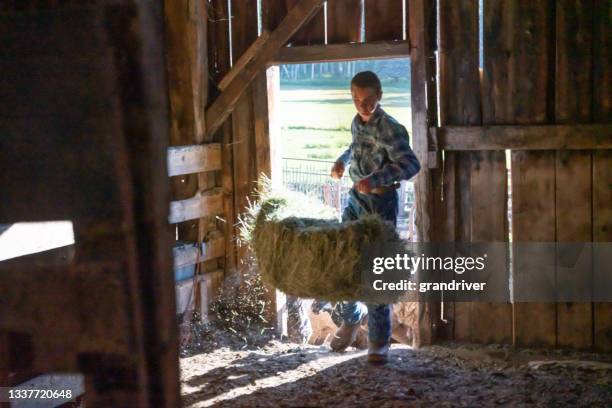 twelve-year-old boy doing chores carrying a bale of hay into a barn on a ranch in the rocky mountains near telluride colorado - white barn stock pictures, royalty-free photos & images