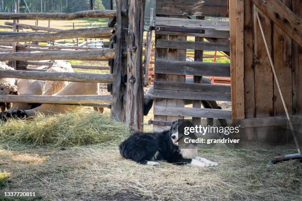 happy cow dog allongé près d’un corral dans un ranch de l’ouest du colorado près du mont wilson et de telluride en été - chien de berger photos et images de collection