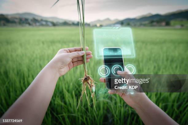 female farm worker using smart phone with virtual reality artificial intelligence (ai) for analyzing plant disease in rice agriculture fields. technology innovation agricultural with smartphone and smart farming concepts. - holding smart phone stock pictures, royalty-free photos & images