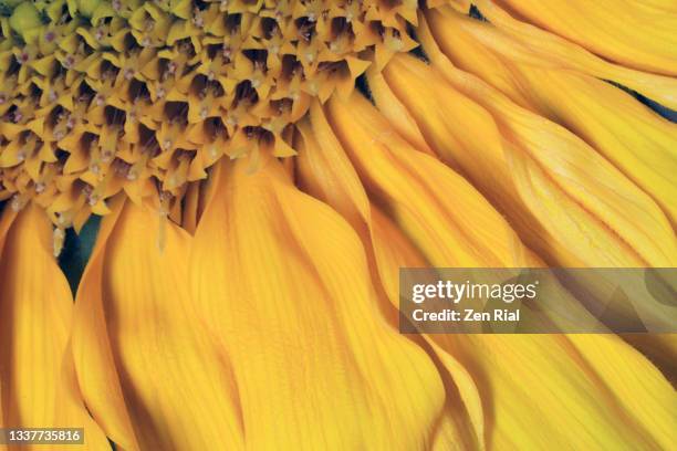 Floret Disc Texture 40 Disc Florets Stock Photos, High-Res Pictures, and Images - Getty Images