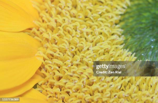 yellow sunflower showing flower parts in full frame - girasol común fotografías e imágenes de stock