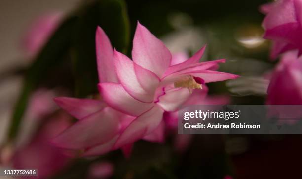 close up of a pale pink with brighter pink edge flower and buds on a potted zygocactus, winter cactus, schlumbergera truncata. background is blurred with focus on the foreground flower. - schlumbergera truncata stock pictures, royalty-free photos & images