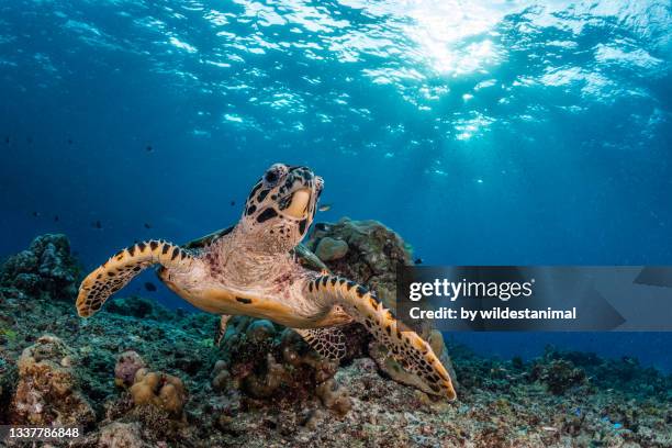 hawksbill turtle, father's reef area, papua new guinea. - ocean fish stock-fotos und bilder