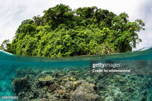 restorf island shallow reef area, kimbe bay, papua new guinea. - papua new guinea school stock pictures, royalty-free photos & images