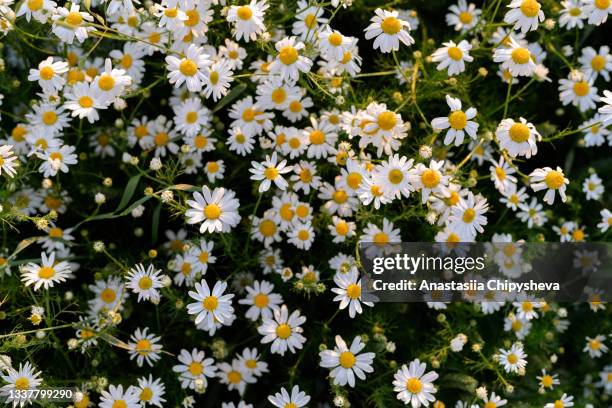 chamomile background - chamomile tea stock pictures, royalty-free photos & images