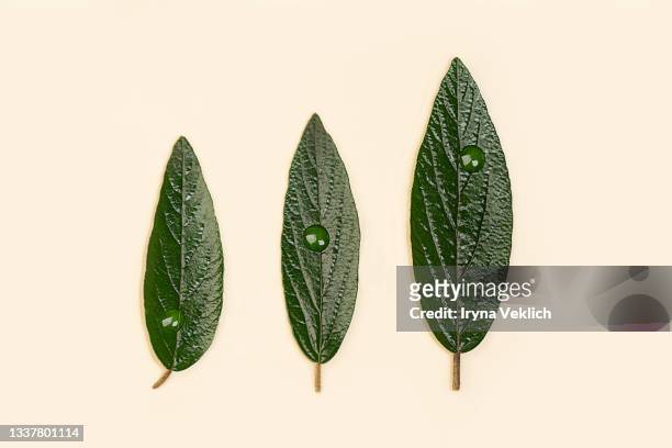 creative layout made of green leaves on beige background. - olive leaf stock pictures, royalty-free photos & images