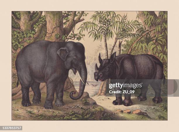 pachyderms, hand-colored chromolithograph, published in 1869 - elephant stock illustrations
