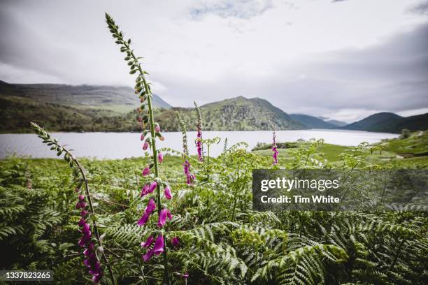 foxgloves, loch arkaig,  scottish highlands, uk - digitalis alba stock pictures, royalty-free photos & images
