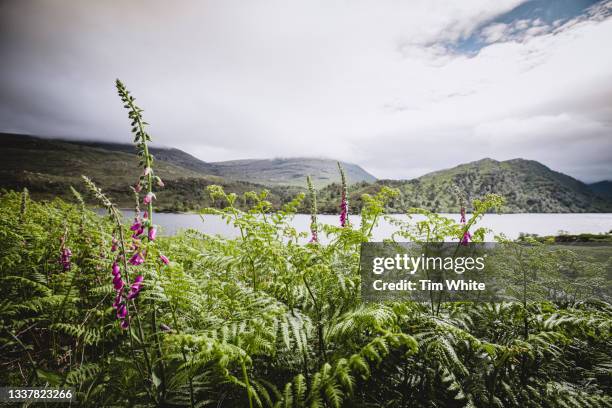 foxgloves, loch arkaig,  scottish highlands, uk - digitalis alba stock pictures, royalty-free photos & images
