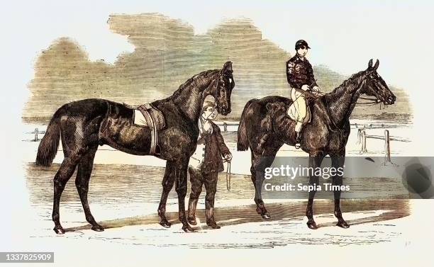 Musjid (Horse) Photos and Premium High Res Pictures Getty Images