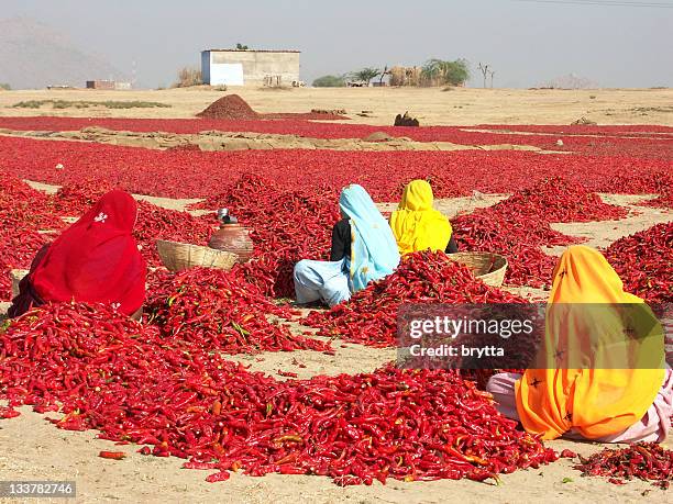 vier frauen inspektion rote chilischoten in rajasthan, indien - woman in red sari stock-fotos und bilder