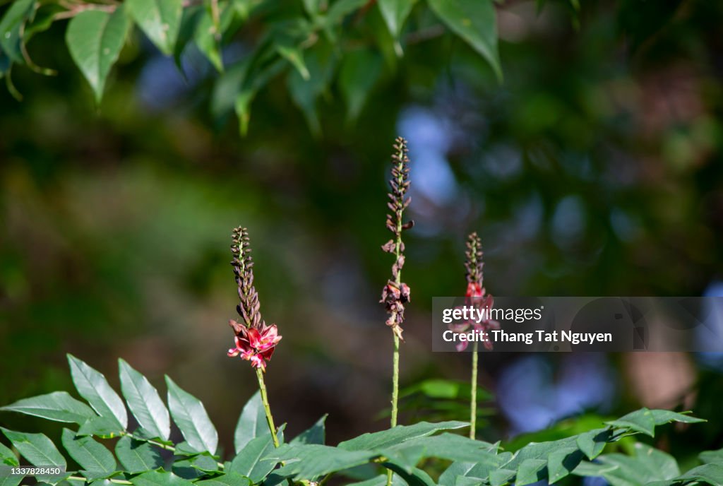 Three red lupine flowers on a background of green tree