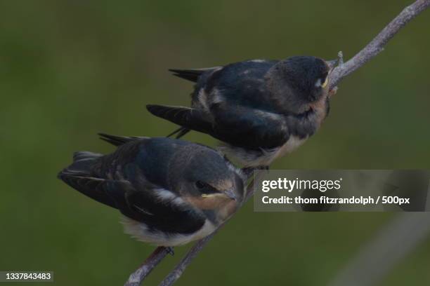 close-up of birds perching on branch - thom little stock pictures, royalty-free photos & images