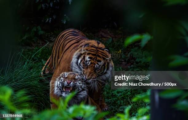 portrait of tiger standing on field,outer cir,london,united kingdom,uk - tiger animal stock pictures, royalty-free photos & images