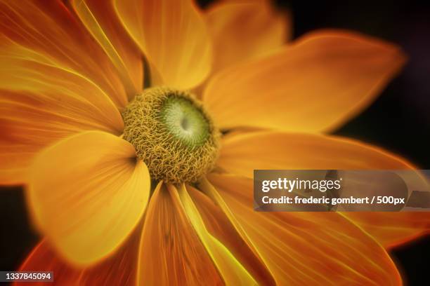 close-up of yellow flower,troyes,france - aube fotografías e imágenes de stock