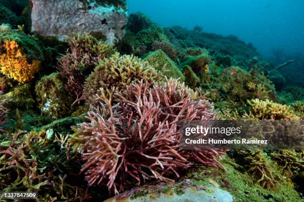 tubular thicket algea. - tubularia stock pictures, royalty-free photos & images