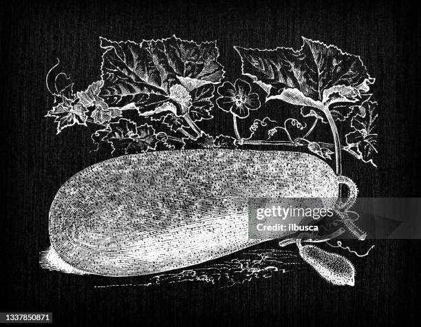 667点の冬野菜イラスト素材 Getty Images 667点の冬野菜イラスト素材 Getty Images