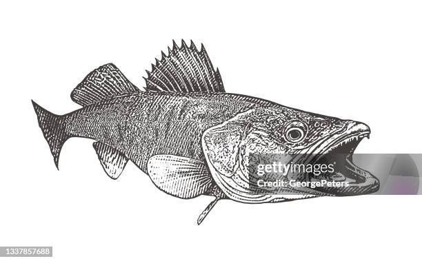 ilustrações, clipart, desenhos animados e ícones de walleye - walleye