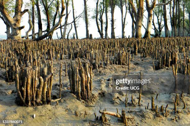 Mangroves, Sundarbans National Park, Bangladesh.