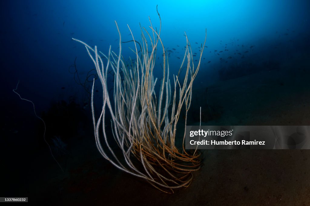 Gorgonians Reef.