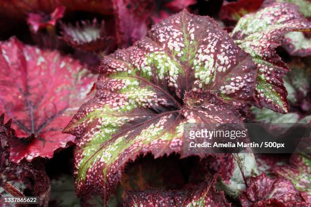 close-up of wet red leaves on plant during rainy season - begonia stock pictures, royalty-free photos & images