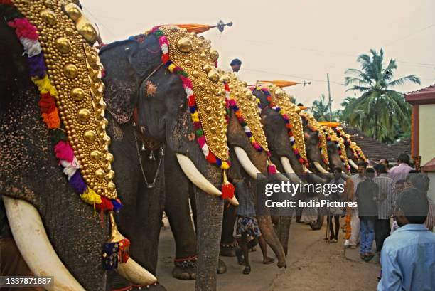 Elephant Festival.