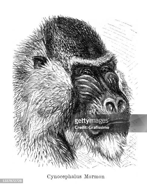head of mandrill male monkey drawing 1898 - mandrill stock illustrations