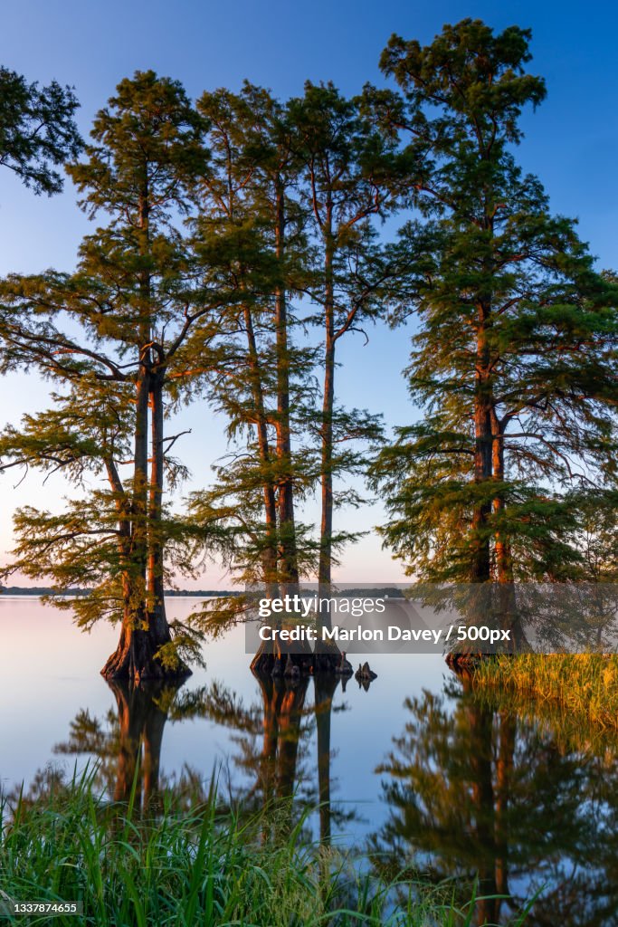 Trees by lake in forest against sky,Reelfoot Lake State Park,United States,USA