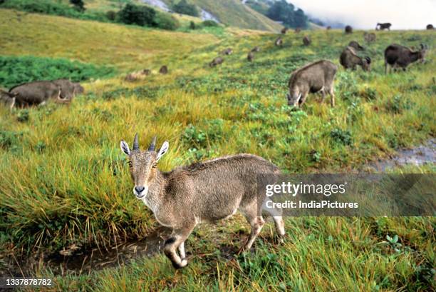 Nilgiri Tahr.