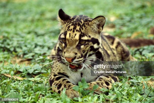 Clouded Leopard.