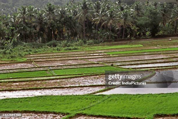 52 Goa Rice Fields Stock Photos, High-Res Pictures, and Images - Getty ...