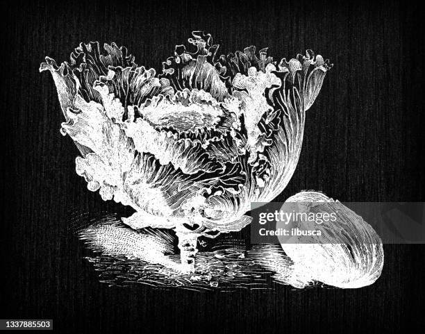 botany vegetables plants antique engraving illustration: red cabbage - red cabbage stock illustrations