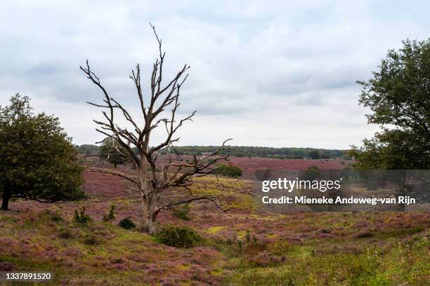 ericaceae, flowering heather in national park veluwezoom, gelderland,  netherlands - veluwe stock-fotos und bilder