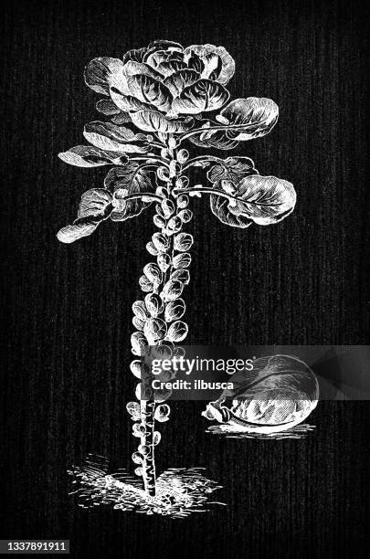 botany vegetables plants antique engraving illustration: brussels sprouts - brussels sprouts stock illustrations