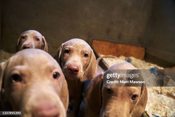 weimaraner puppies - yorkshire shepherdess amanda owen stock pictures, royalty-free photos & images