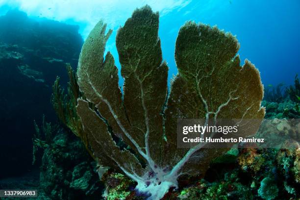 venus sea fan. - soft coral stock-fotos und bilder