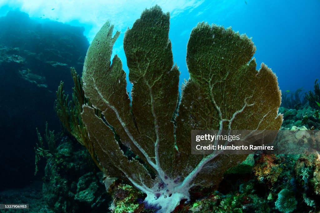 Venus Sea Fan.