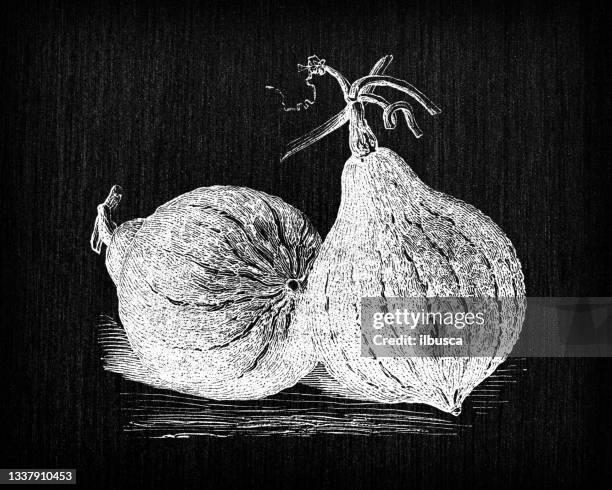 stockillustraties, clipart, cartoons en iconen met botany vegetables plants antique engraving illustration: hubbard green squash - hubbard squash