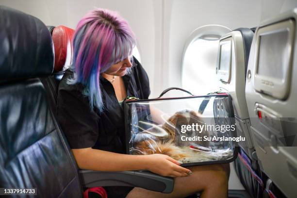 junge frau im flugzeug mit ihrem haustier in der tragetasche - fahrzeugkabine stock-fotos und bilder